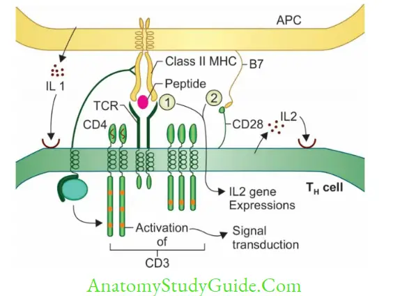 Structure Of Immune System And Immune Response Activation of TH cell by interacting with APC