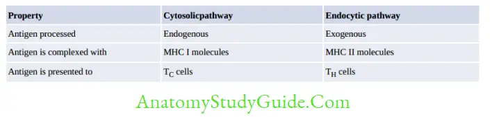 Structure Of Immune System And Immune Response Antigen processing pathways