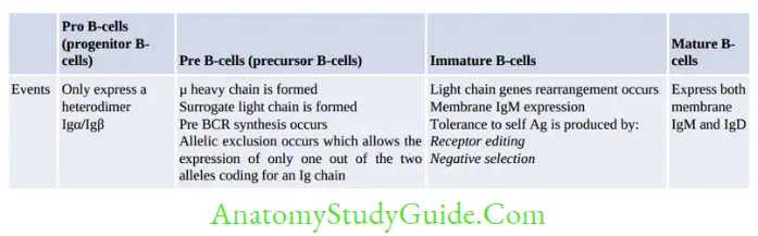 Structure Of Immune System And Immune Response B-cell development in bone marrow is described below.