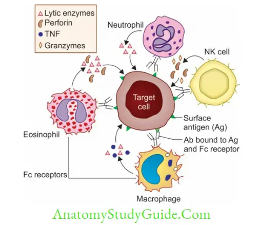 Structure Of Immune System And Immune Response Cytotoxic factors released by various cells in ADCC