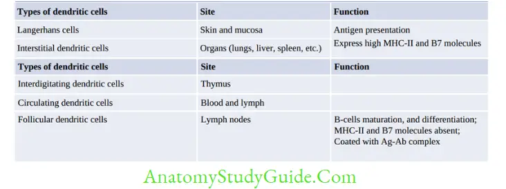 Structure Of Immune System And Immune Response Distribution and function of dendritic cells