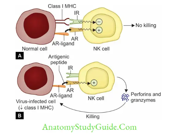 Structure Of Immune System And Immune Response NK cell-mediated cytotoxicity.A. In normal cell; B. In virus infected cell