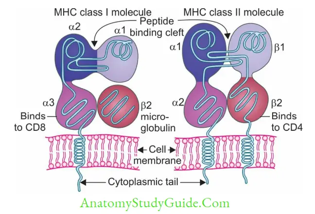 Structure Of Immune System And Immune Response Structure of MHC molecules