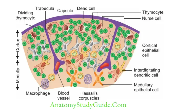 Structure Of Immune System And Immune Response Thymus