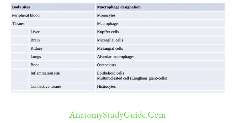 Structure Of Immune System And Immune Response Types of macrophages