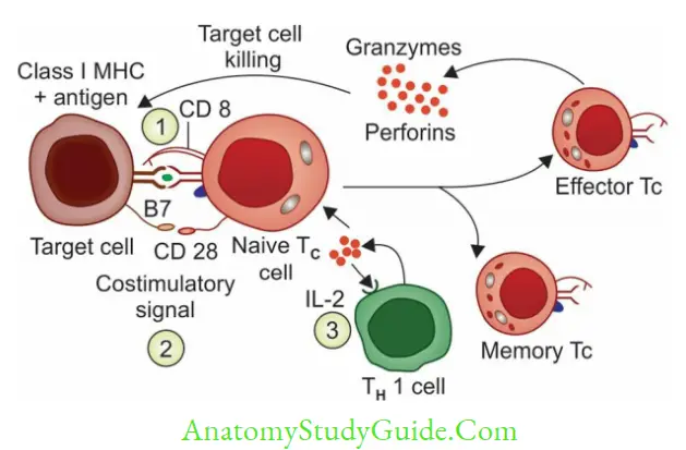 Structure Of Immune System And Immune ResponseActivation and differentiation of TC cells