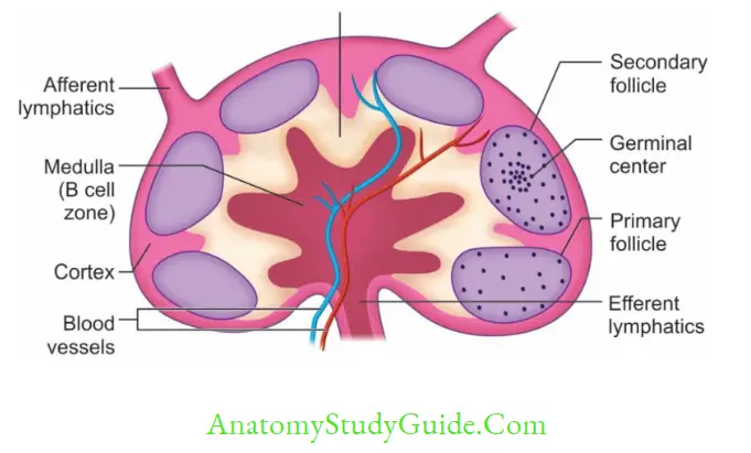 Structure Of Immune System And Immune ResponseLymph node