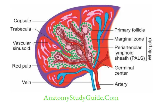 Structure And Function Of Immune System Notes - Anatomy Study Guide