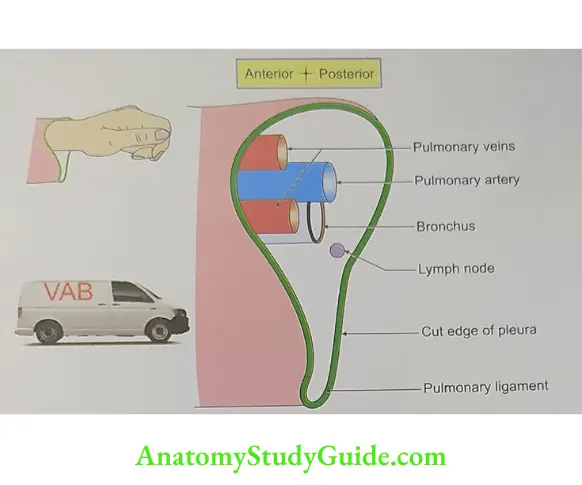 Structures in the root of left lung from anterior to posterior are in three planes.