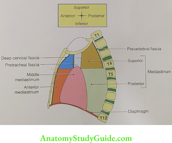 Subdivisions of the mediastinum