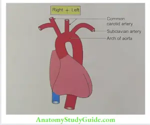 Superior Vena Cava, Aorta and Pulmonary Trunk Question And Answers ...