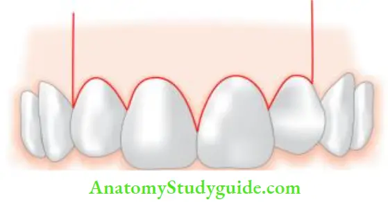 Surgical Endodontics Rectangular flap.