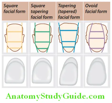 Teeth Selection Brief Overview classification of facial form