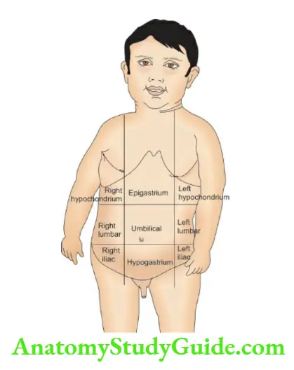The Alimentary System and Abdomen Clinical quadrants of abdomen