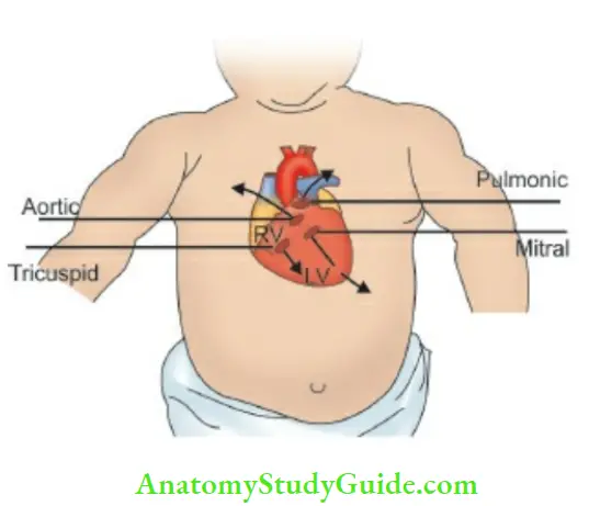 The Cardiovascular System Areas For Auscultation Of Heart