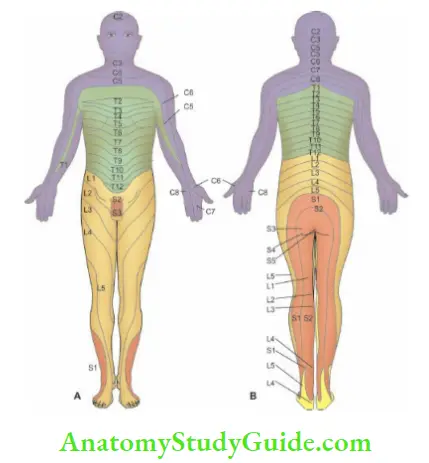 The Central Nervous System A Sensory Innervation Of Skin Anterior Aspect And Posterior Aspect Of The Body