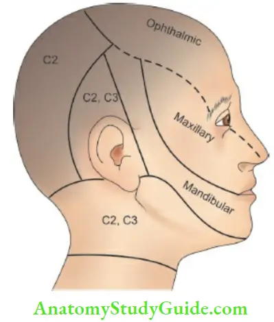 The Central Nervous System Sensory Supply Of The Face By Branches Of Trigeminal Nerve And Upper Cervical Roots