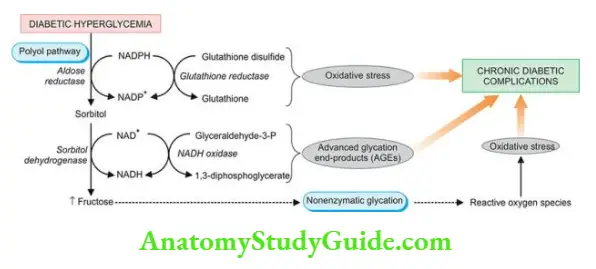 The Endocrine System Pathways of biochemical mechanisms involved in development of complications of diabetes mellitus.