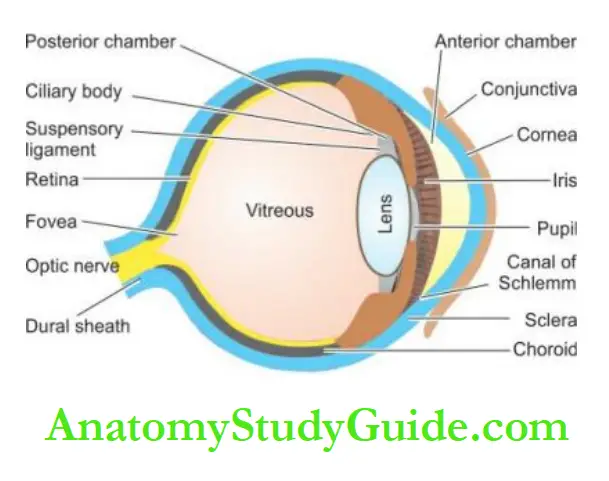 The Eye, ENT and Neck Schematic diagram of longitudinal section of the eyeball