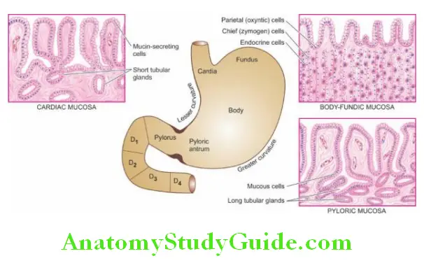 The Gastrointestinal Tract anatomical subdivisions of the stomach correlated with histological appearance of gastric mucosa in different regions