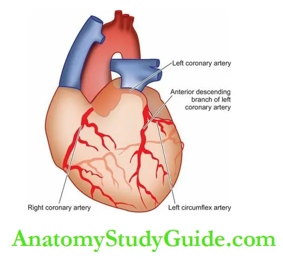 The Heart Distribution of blood supply to the heart