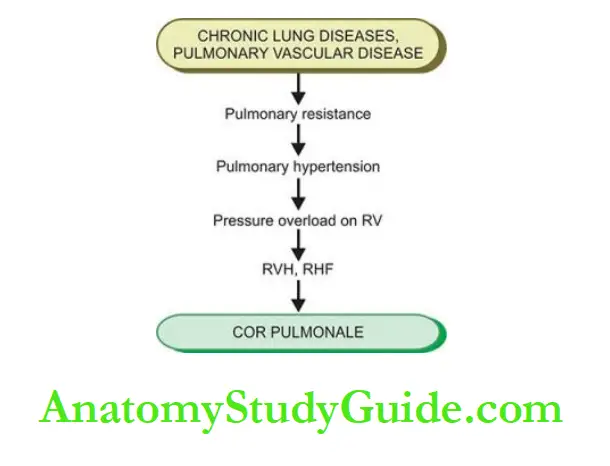 The Heart Pathogenesis of cor pulmonale
