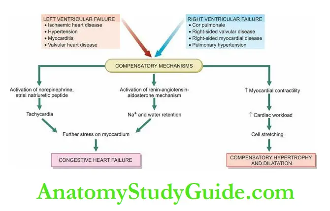 The Heart Schematic pathophysiology of compensatory mechanisms in cardiac failure
