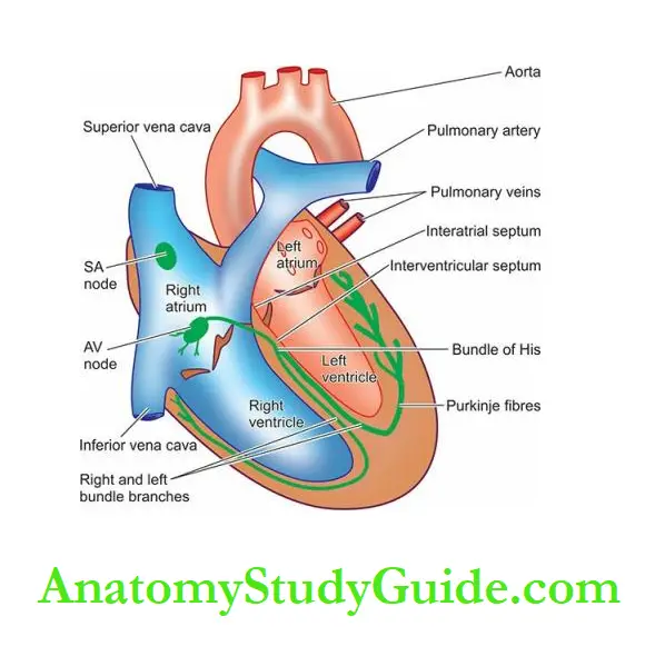 The Heart The normal anatomic structure of the heart. (SA, sinoatrial; AV, atrioventicular).