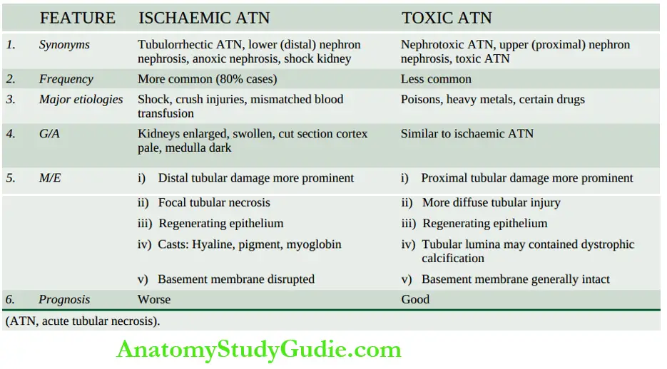 The Kidney and Lower Urinary Tract Contrasting features of ischaemic and toxic ATN