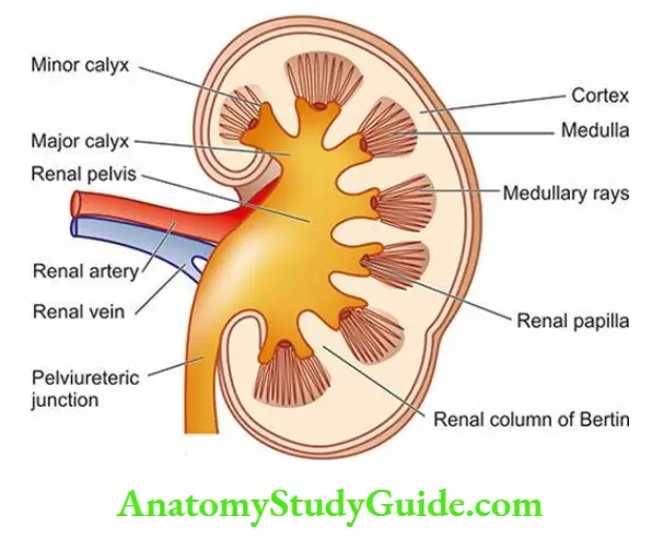 The Kidney and Lower Urinary Tract Cross-section of the kidney showing gross structures.