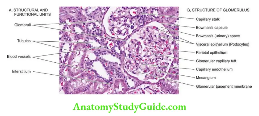 The Kidney and Lower Urinary Tract Normal histologic structure of kidney.
