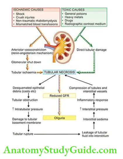 The Kidney and Lower Urinary Tract Pathogenesis of ATN.