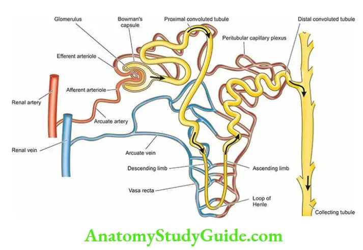 The Kidney and Lower Urinary Tract Structure of a nephron.