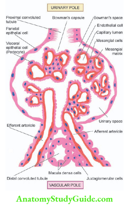 The Kidney and Lower Urinary Tract schematic illustration of the structure of a nephron (in longitudinal section) and associated blood supply