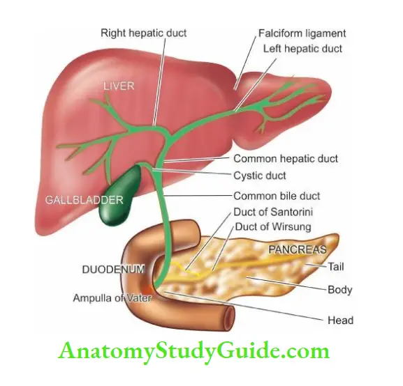The Liver, Biliary Tract and Exocrine Pancreas Anatomy of the liver and its relationship to the gallbladder, pancreas and duodenum