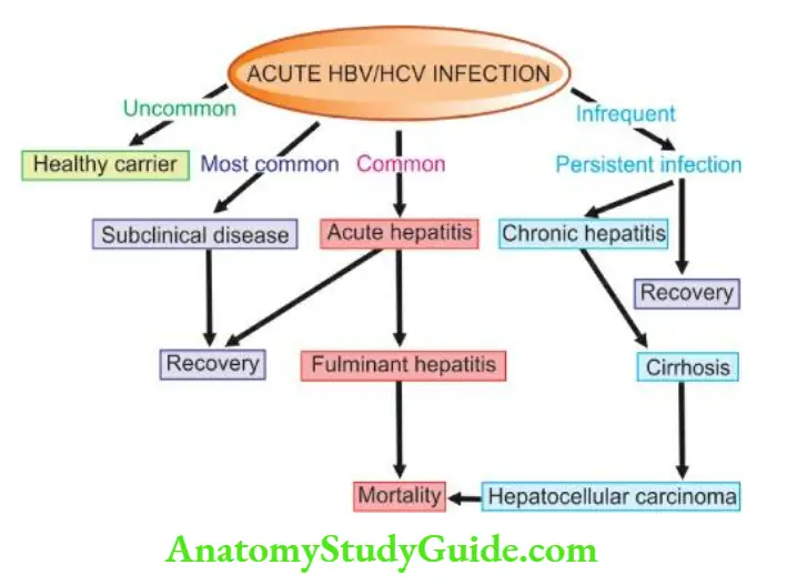 The Liver, Biliary Tract and Exocrine Pancreas Clinicopathologic course of HBV and HCV infection