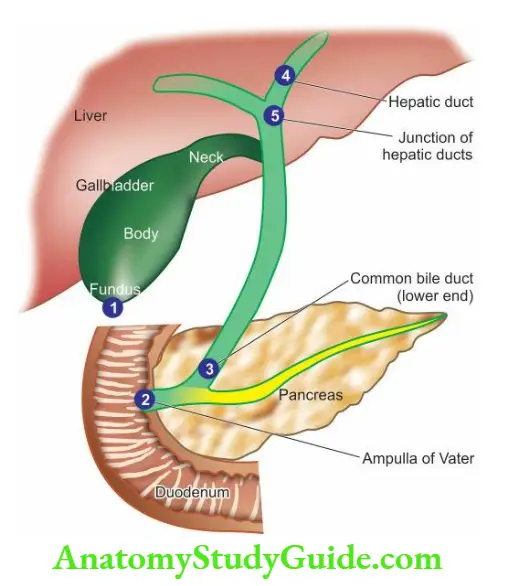 The Liver, Biliary Tract and Exocrine Pancreas Frequency of cancer in the biliary system.