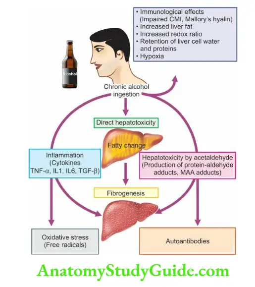 The Liver, Biliary Tract and Exocrine Pancreas Pathogenesis of alcoholic liver disease.