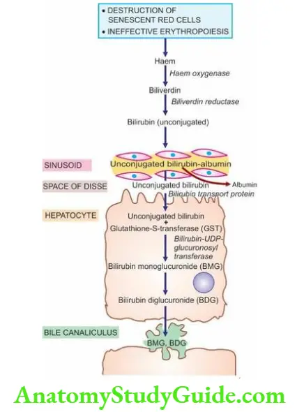 The Liver, Biliary Tract and Exocrine Pancreas Schematic representation of hepatic phase of bilirubin transport.