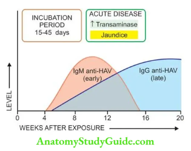 The Liver, Biliary Tract and Exocrine Pancreas Sequence of appearance of antibodies to HAV.