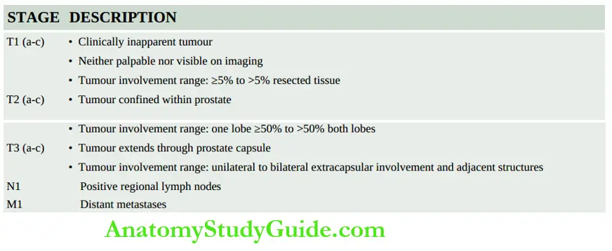 The Male Reproductive System and Prostate TNM staging of prostate cancer.