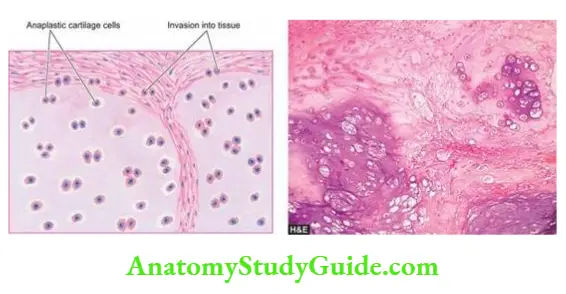 The Musculoskeletal System Notes - Anatomy Study Guide