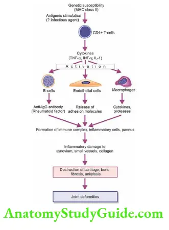 The Musculoskeletal System Pathogenesis of rheumatoid arthritis.