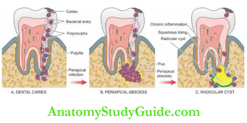 The Oral Cavity and Salivary AnatomyStudyGuide.com