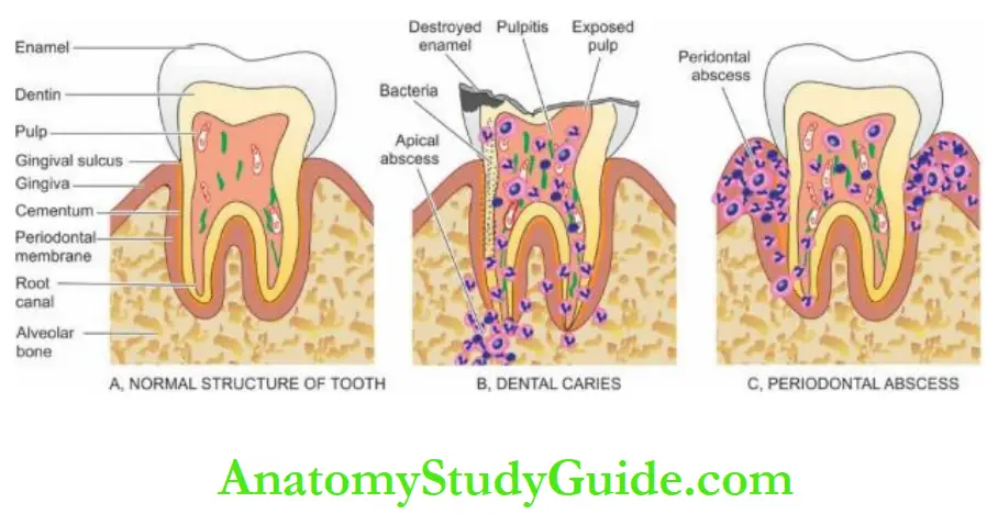 The Oral Cavity and Salivary The normal structure of molar tooth in longitudinal section embedded in the jaw