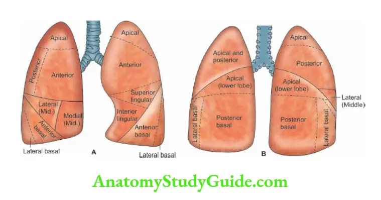The Respiratory System Bronchopulmonary segments of lungs as visualized from front (A) and back (B).