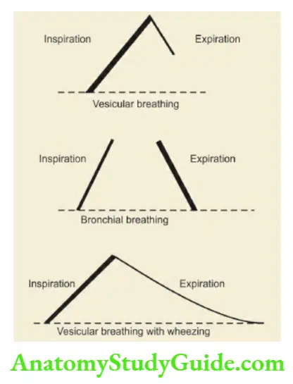 The Respiratory System Diagrammatic representation of various types of breath sounds. Refer to text for details.