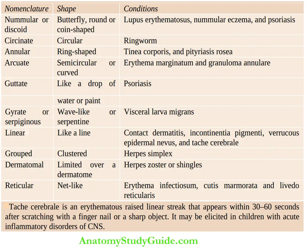The Skin and its Appendages Differential diagnosis of skin lesions on the basis of their configuration