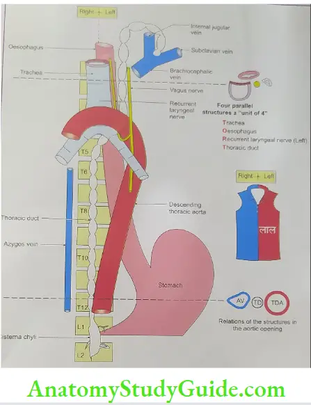 The course and relations of the thoracic duct