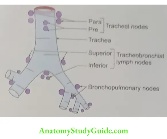 The pretracheal and paratracheobronchial lymph nodes